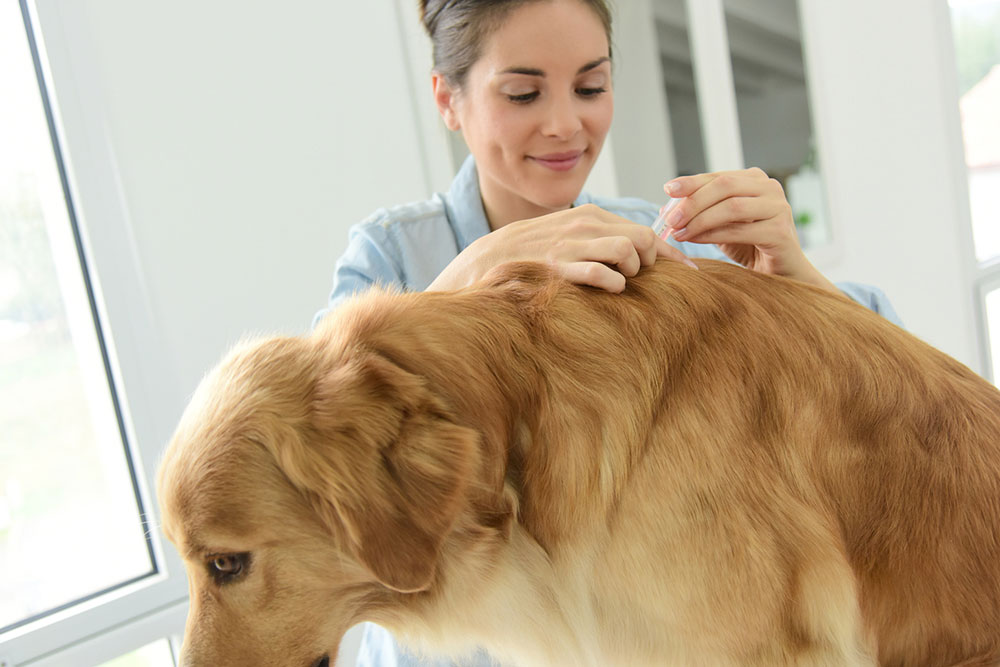 6 tips to help manage fleas and ticks in dogs